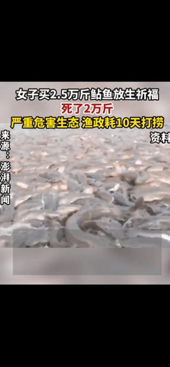 新澳门开奖记录和放生2.5万斤外来鲇鱼与放生鲇鱼的功德