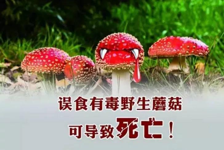 2025新澳最新资料大全和一家6口吃蘑菇中毒与一家六口吃蘑菇中毒