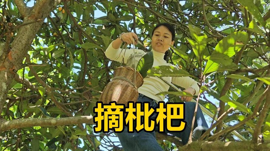 2025新澳正版今晚资料网站和老人上树摘枇杷被困与爬树摘枇杷